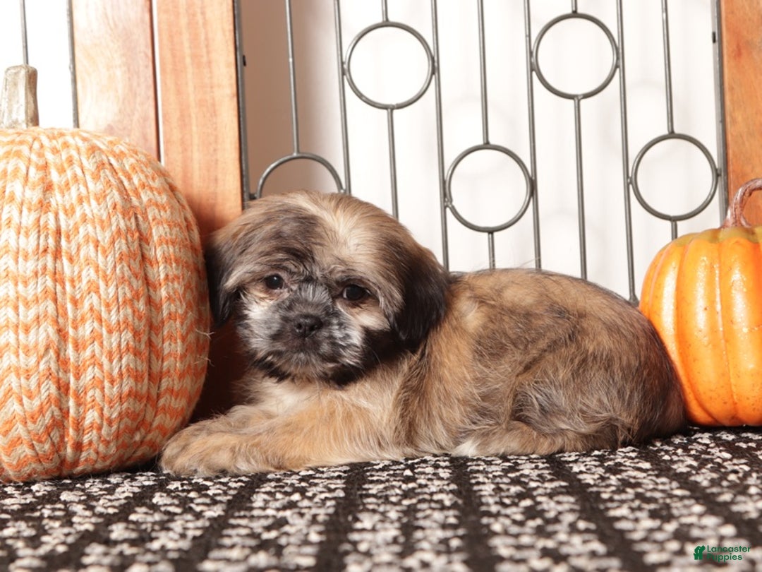 Shih Tzu dogs for sale: Harry - ACA Shih Tzu  - Ad 4