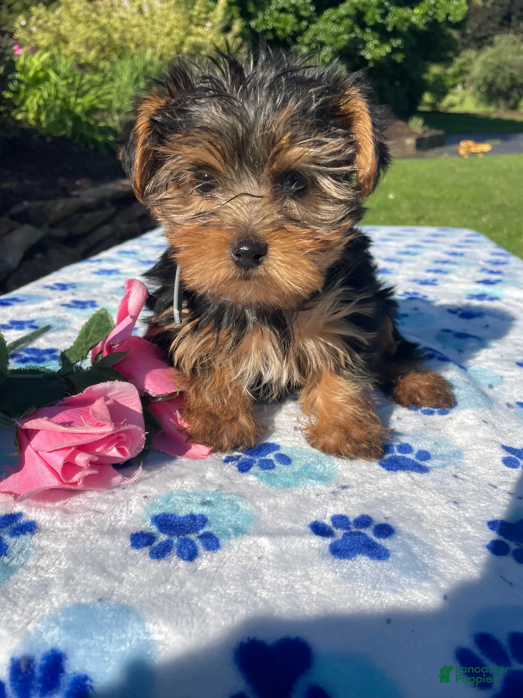 Yorkshire Terrier dogs for sale: Porter - Ad 1