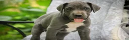Great Dane dogs for sale: Brittany Great Dane  - Ad 5