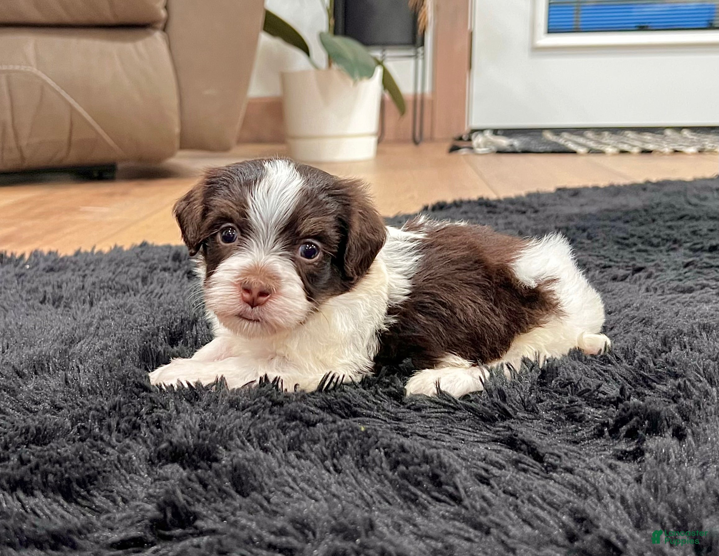 Havanese dogs Cooper - Ad 2
