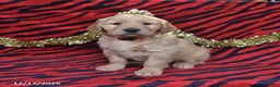 Golden Retriever dogs for sale: Rocket - Ad 1