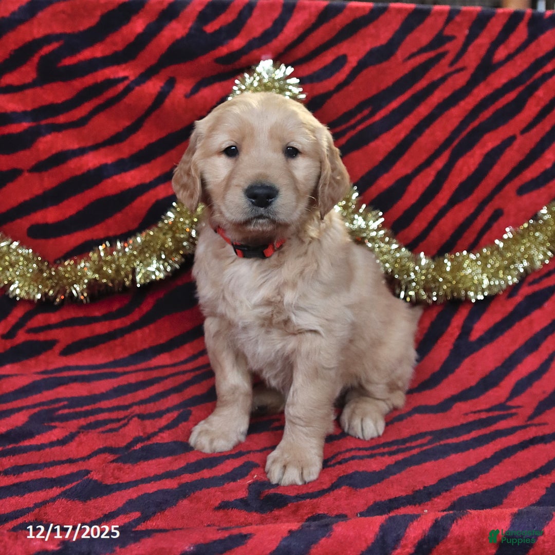 Golden Retriever dogs for sale: Rocket - Ad 1