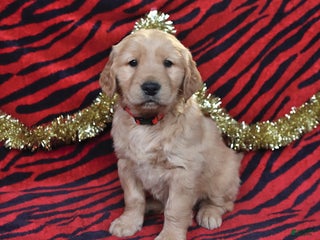 Golden Retriever dogs Rocket - Ad 17