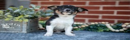 Chihuahua dogs for sale: Peter - Ad 2
