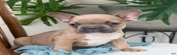 French Bulldog dogs for sale: Wilder - Ad 11