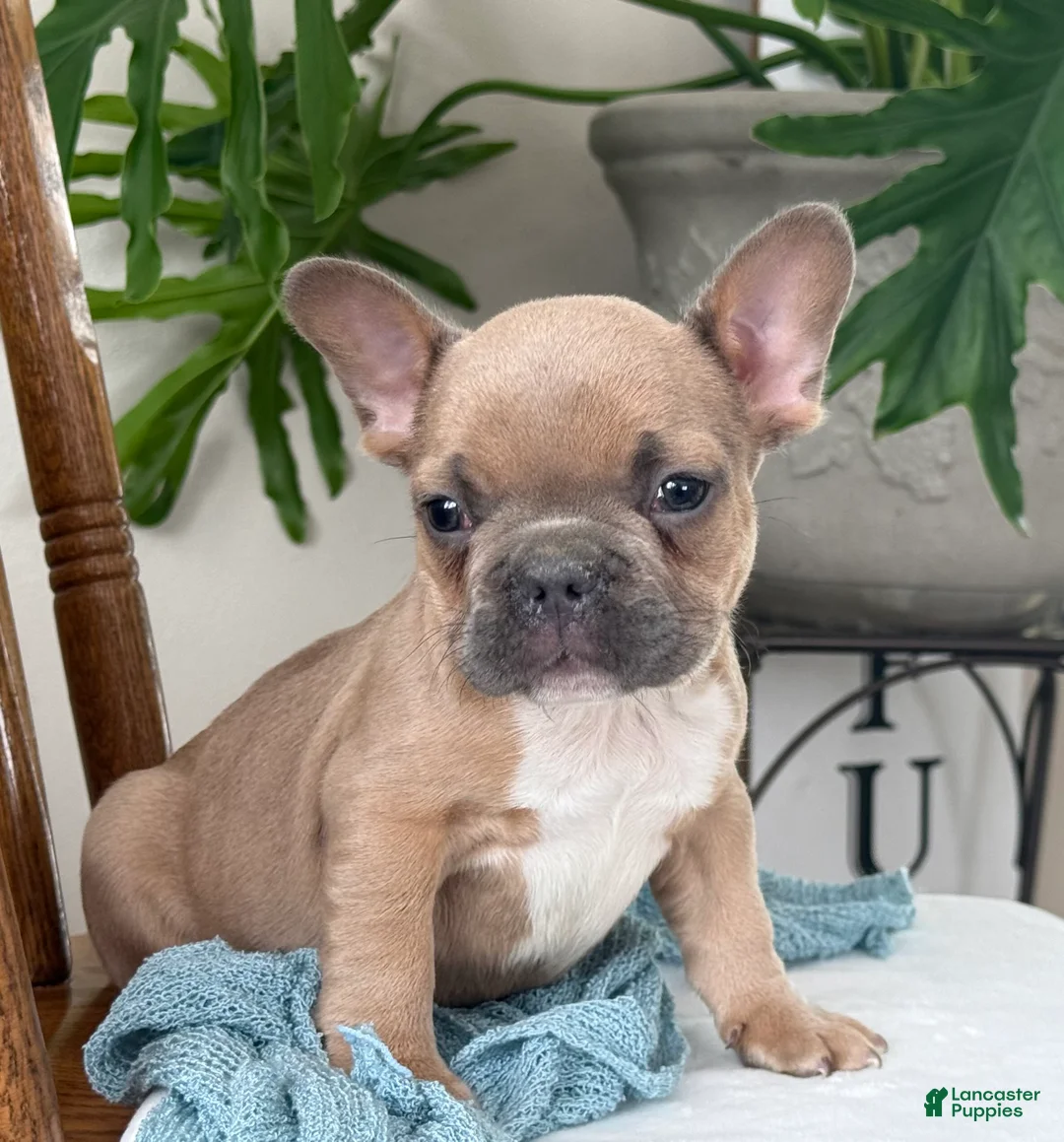 French Bulldog dogs for sale: Wilder - Ad 11