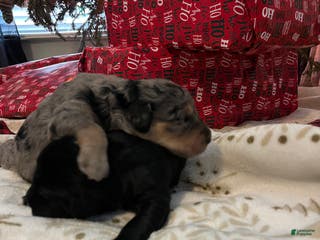 Goldendoodle dogs Goldendoodle Puppy 3 - Ad 32