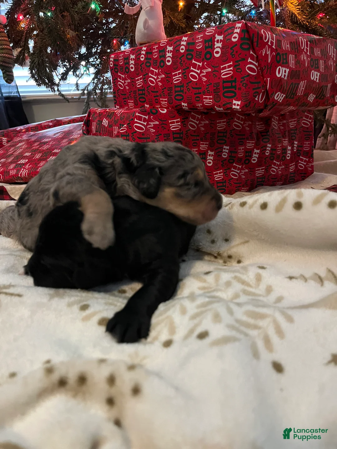 Goldendoodle dogs for sale: Jerry - Ad 6