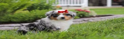 Miniature Australian Shepherd dogs for sale: Bonnie - Ad 4