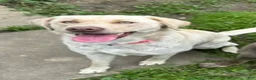 Labrador Retriever dogs for sale: Labrador Retriever 1 - Ad 31