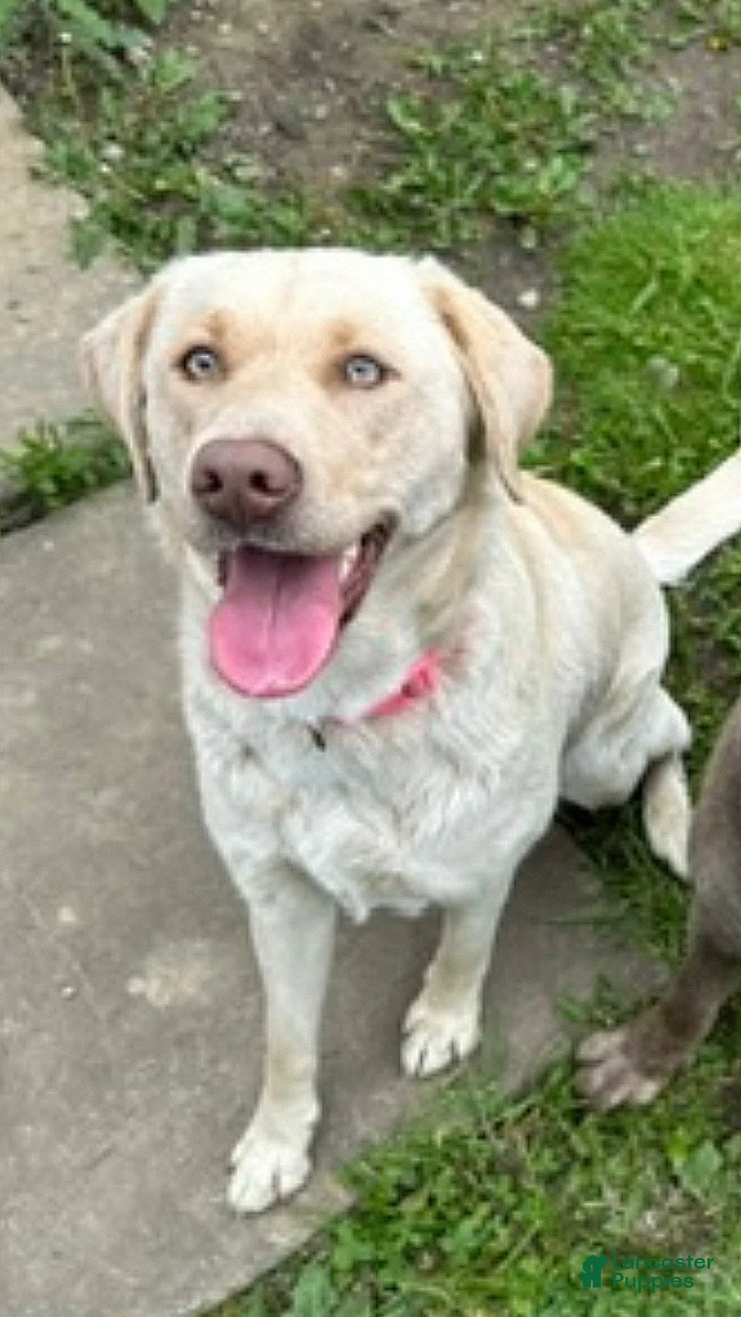 Labrador Retriever dogs for sale: Labrador Retriever 1 - Ad 31