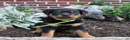 Rottweiler dogs for sale: Bliss - Ad 3