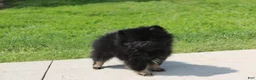Pomeranian dogs for sale: Connie  - Ad 7
