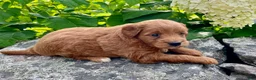 Mini Goldendoodle dogs for sale: Penny - Ad 4