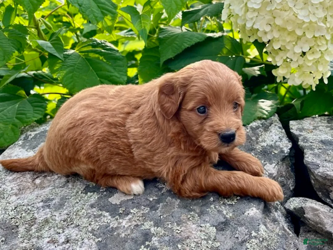 Mini Goldendoodle dogs for sale: Penny - Ad 4
