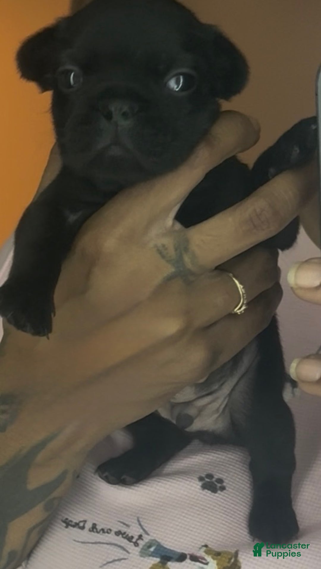 French Bulldog dogs for sale: French Bulldog Puppy 5 - Ad 4