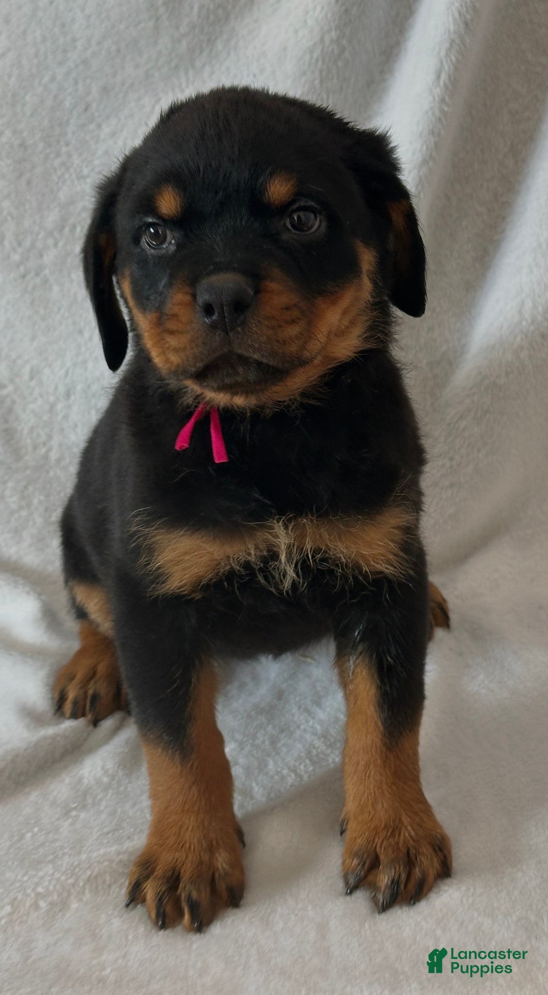 Rottweiler dogs for sale: Rottweiler Puppy 1 - Ad 2
