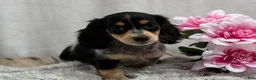 Miniature Dachshund dogs for sale: Cookie - Ad 2