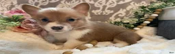 Welsh Corgi Pembroke dogs for sale: Sasha - Ad 9