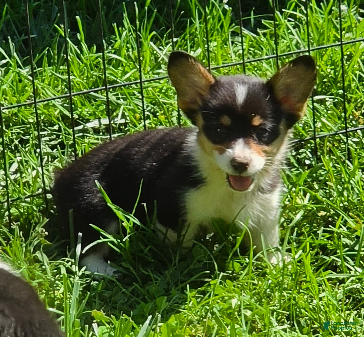Welsh Corgi Pembroke dogs Brea  - Ad 1