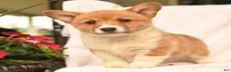 Welsh Corgi Pembroke dogs for sale: Robin - Ad 3