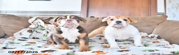 English Bulldog dogs for sale: Daisy - Ad 5
