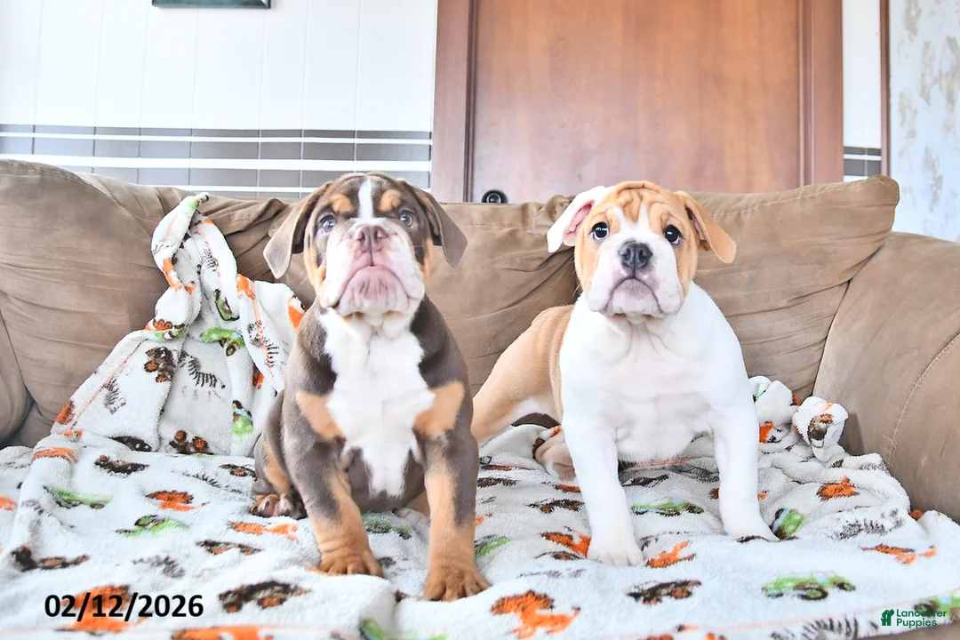 English Bulldog dogs for sale: Daisy - Ad 5