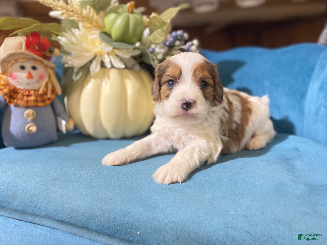 Cavapoo dogs for sale: Cavapoo Puppy 1 - Ad 10