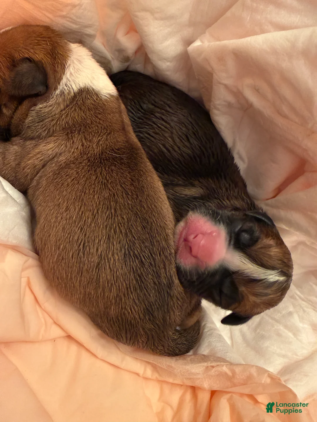 Boxer dogs for sale: Loki - Ad 4