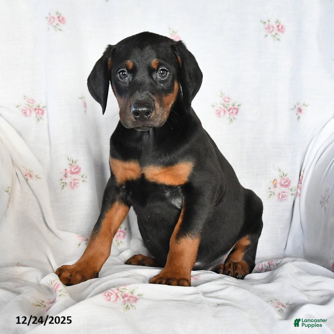 Doberman Pinscher dogs for sale: Dixie - Ad 3