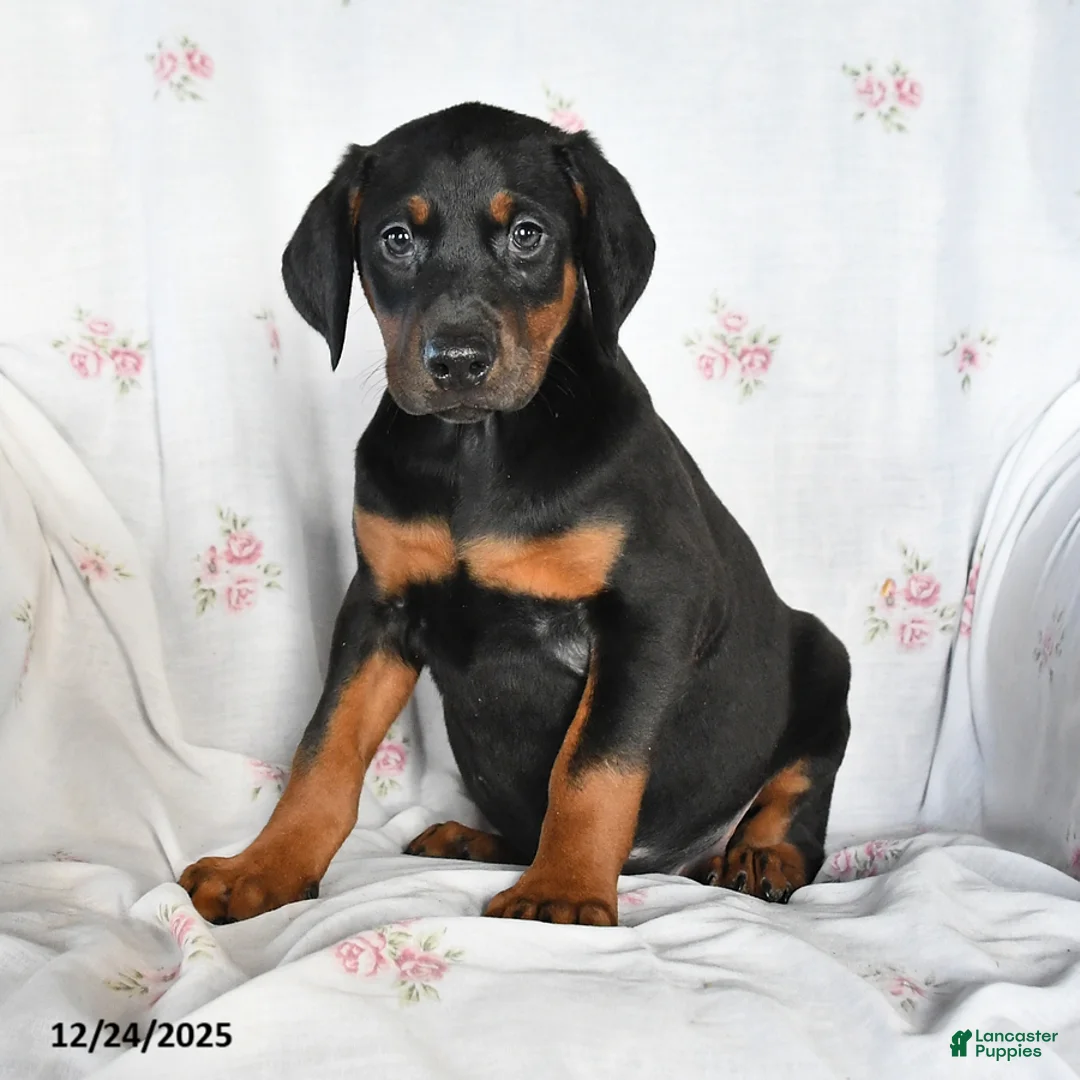 Doberman Pinscher dogs for sale: Dixie - Ad 3