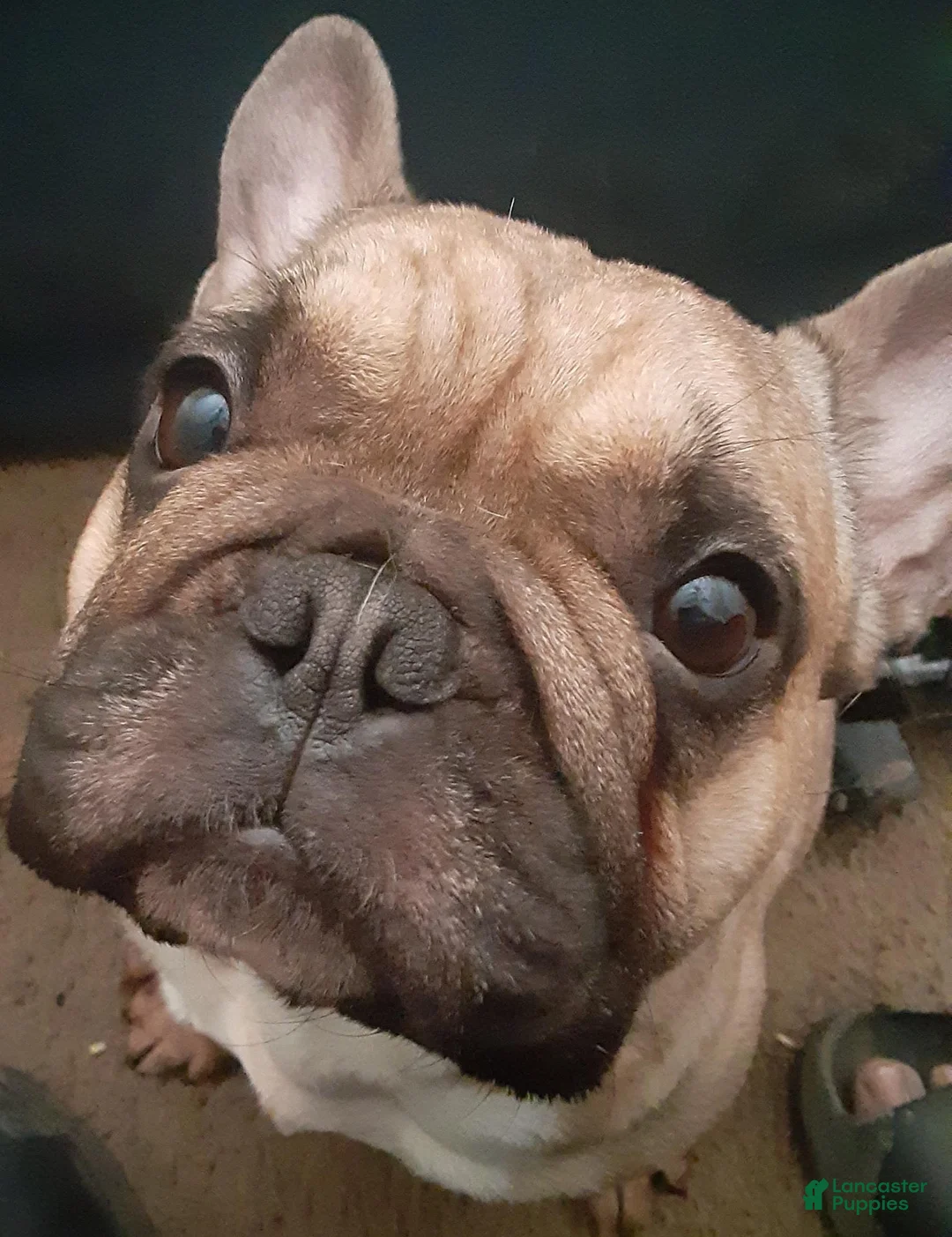 French Bulldog dogs for sale: French Bulldog 1 - Ad 4
