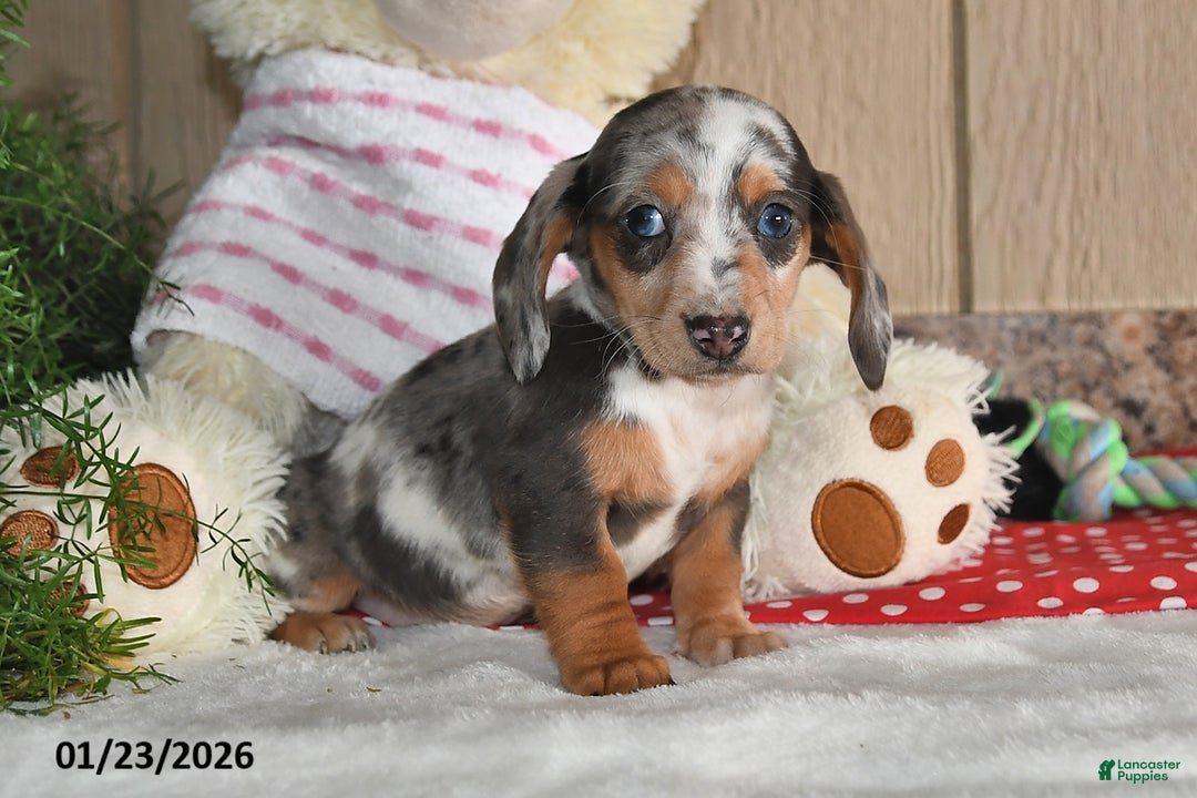 Miniature Dachshund dogs for sale: Lilly Grace - Ad 3