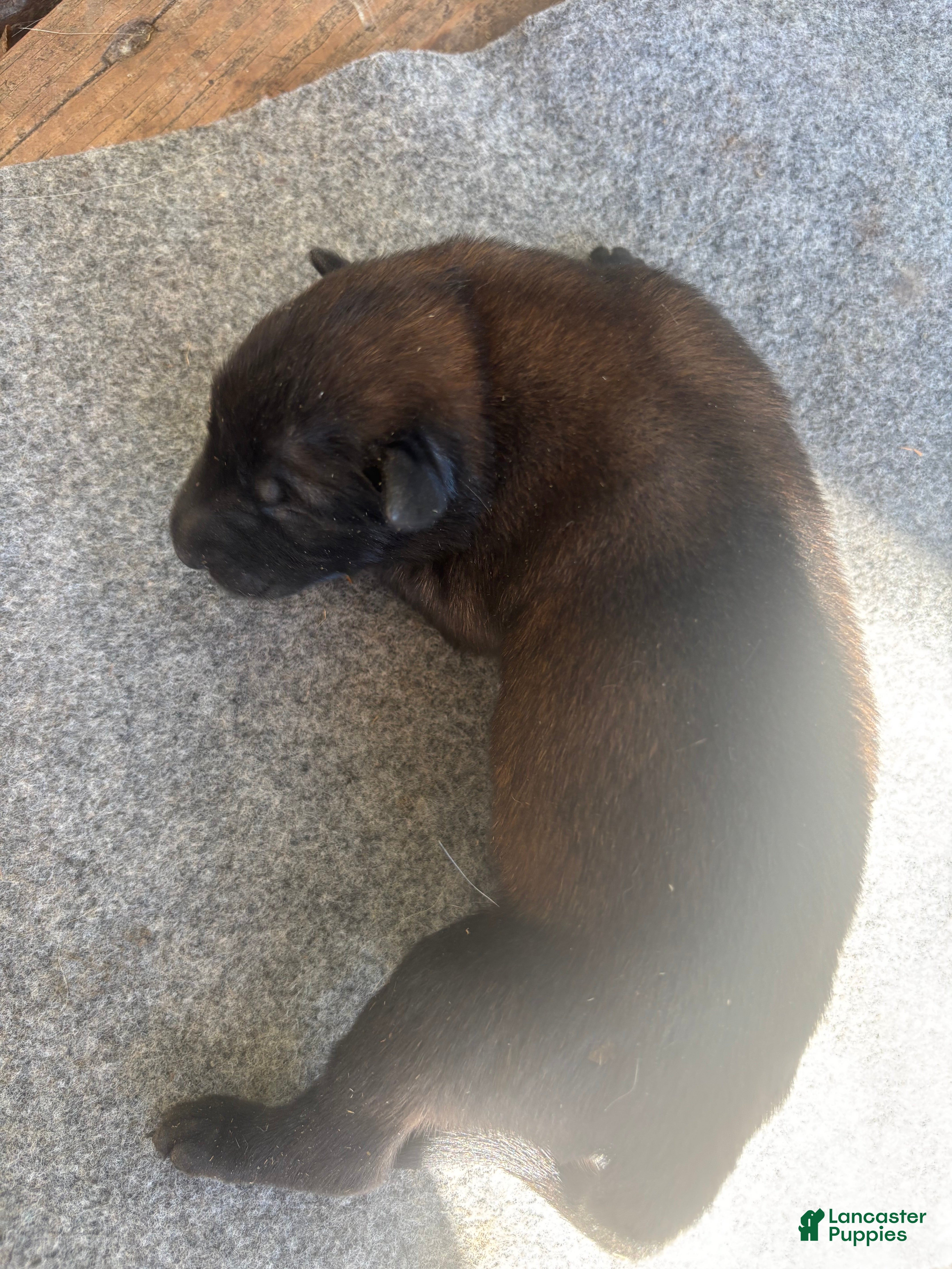 Belgian Malinois dogs Roxie - Ad 6