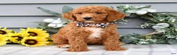 Standard Poodle dogs for sale: Raven - Ad 2
