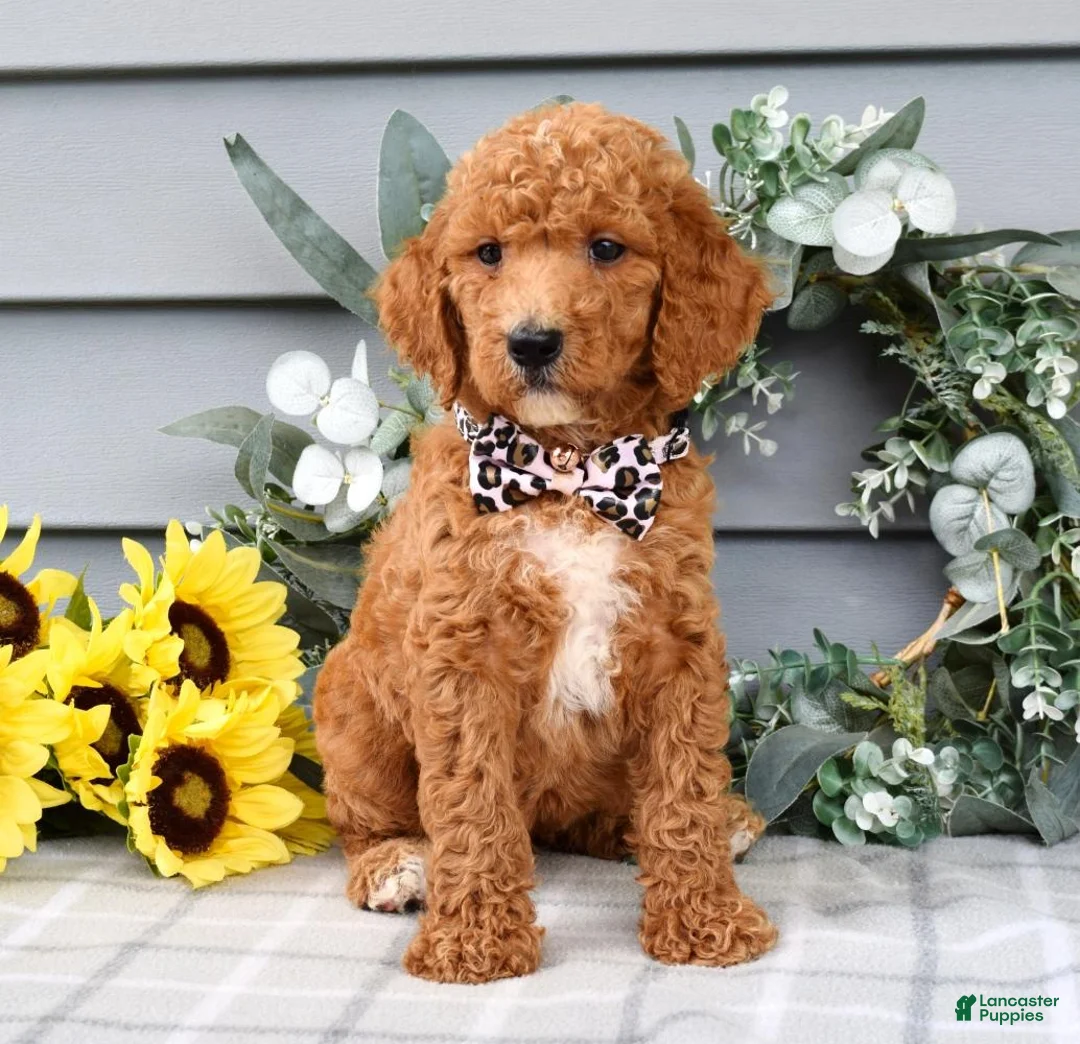 Standard Poodle dogs for sale: Raven - Ad 2