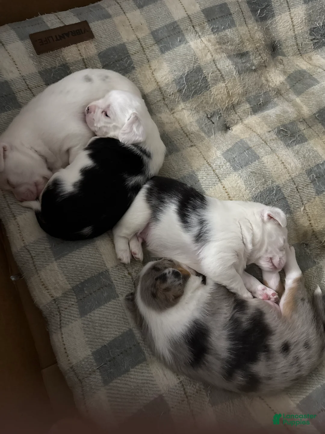 Mixed Breed dogs for sale: Cow - Ad 3