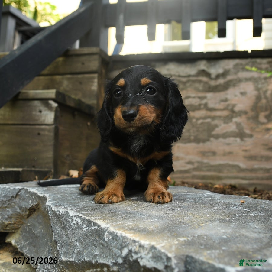 Miniature Dachshund dogs Cleo - Ad 1
