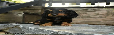 Cleo