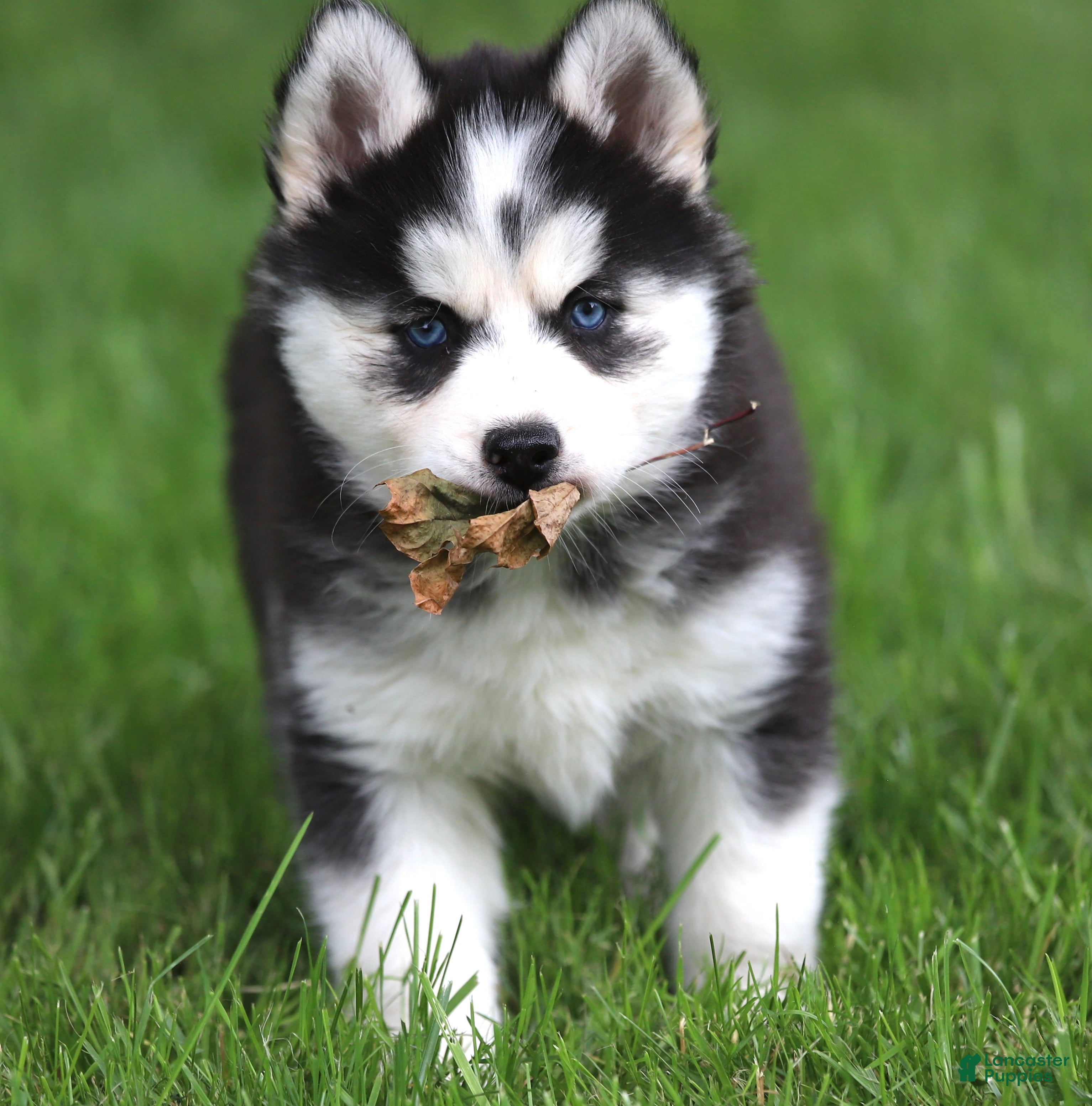 Siberian Husky dogs for sale: Georgia  - Ad 7