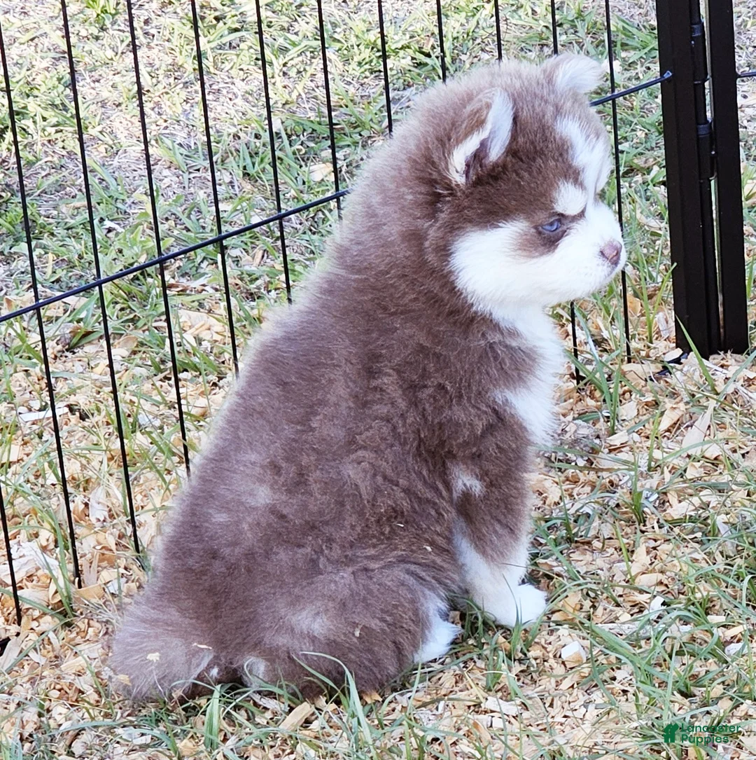 Pomsky dogs for sale: Dakota Lavender - Ad 6