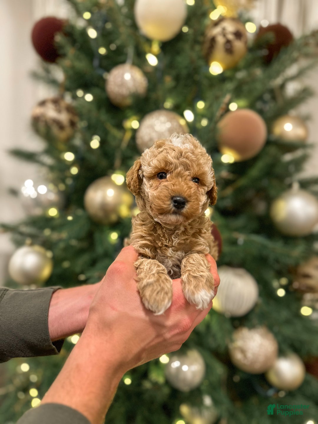 Mini Goldendoodle dogs for sale: River - Ad 2
