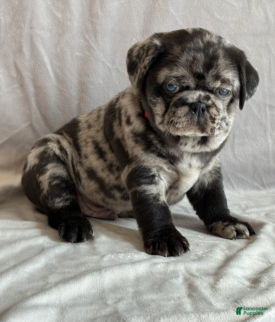 Pug dogs for sale: Tucker - Ad 4