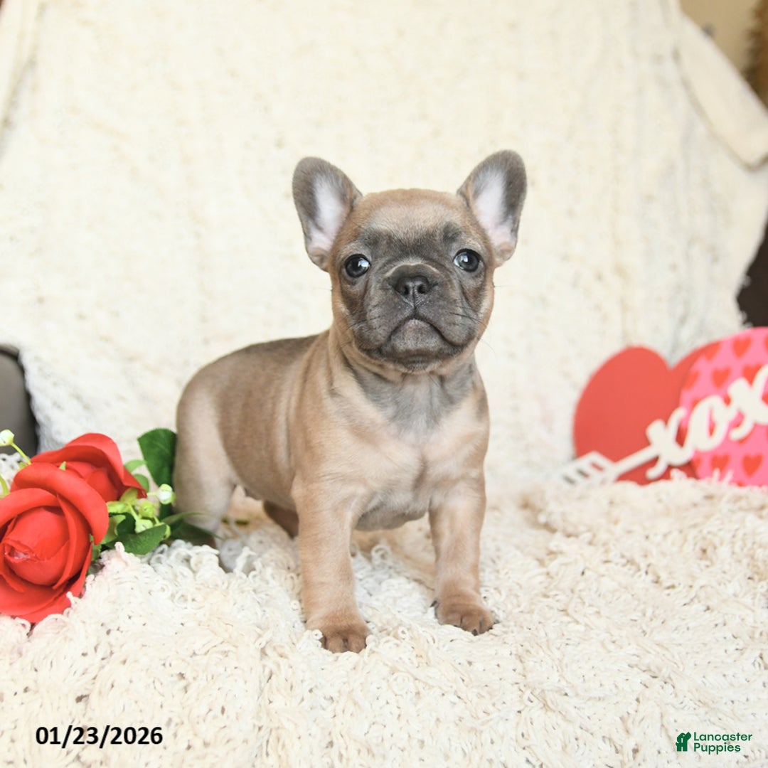 French Bulldog dogs for sale: Buttercup - Ad 4