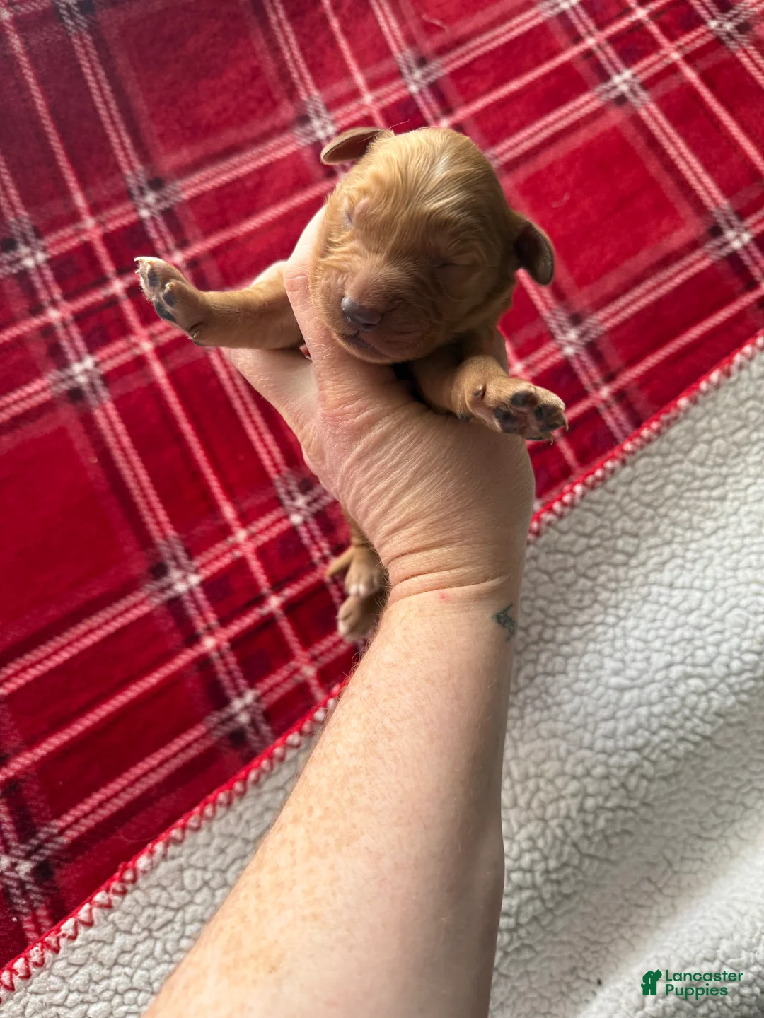 Golden Retriever dogs for sale: Golden Retriever Puppy 6 - Ad 1