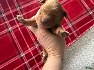 Golden Retriever dogs Golden Retriever Puppy 6 - Ad 42