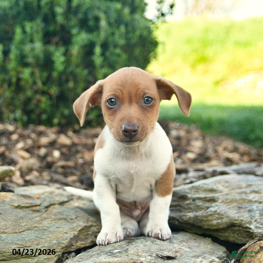 Mixed Breed dogs Chipmunk - Ad 2