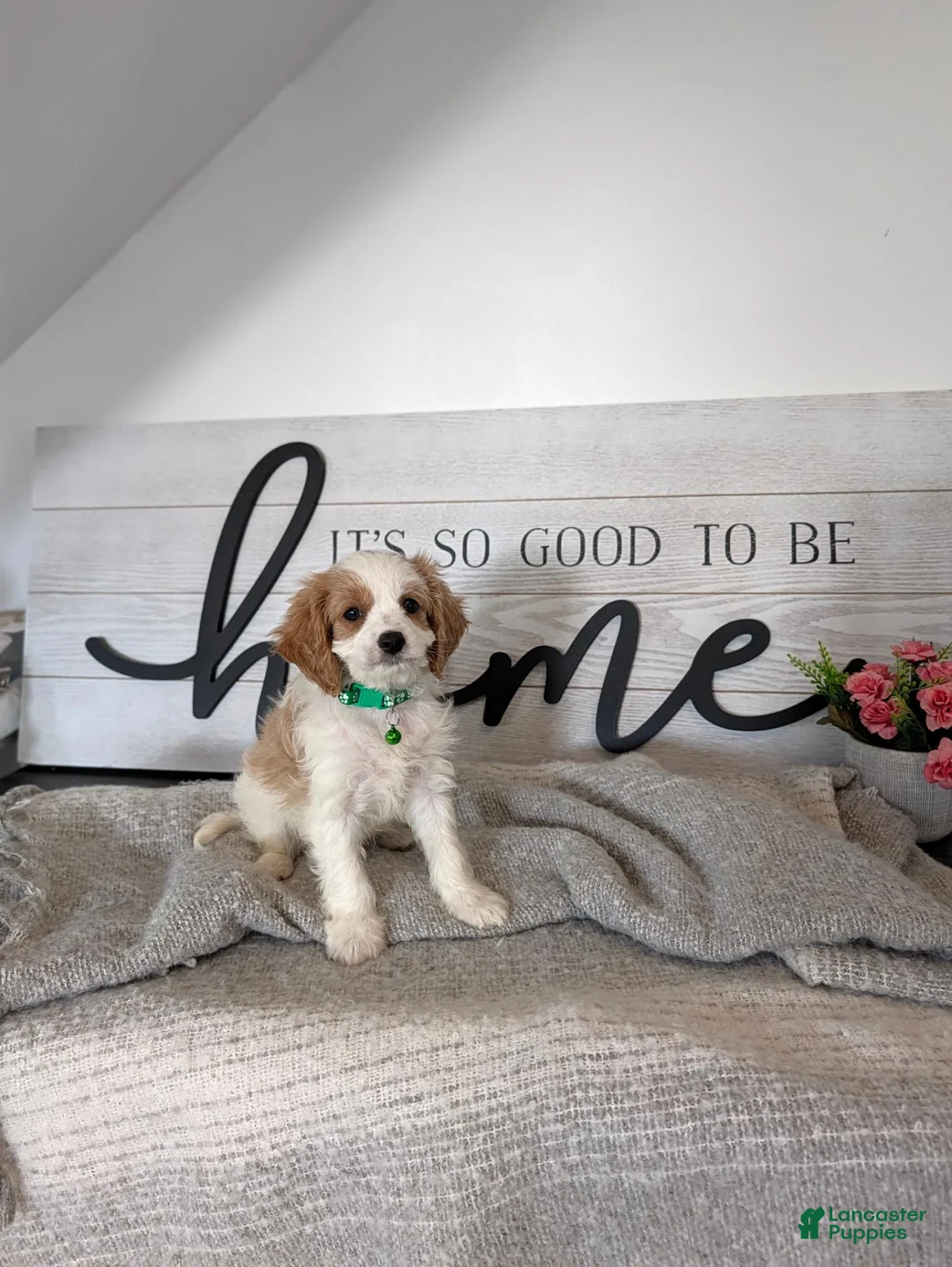 Cavapoo dogs for sale: Phillip  - Ad 2