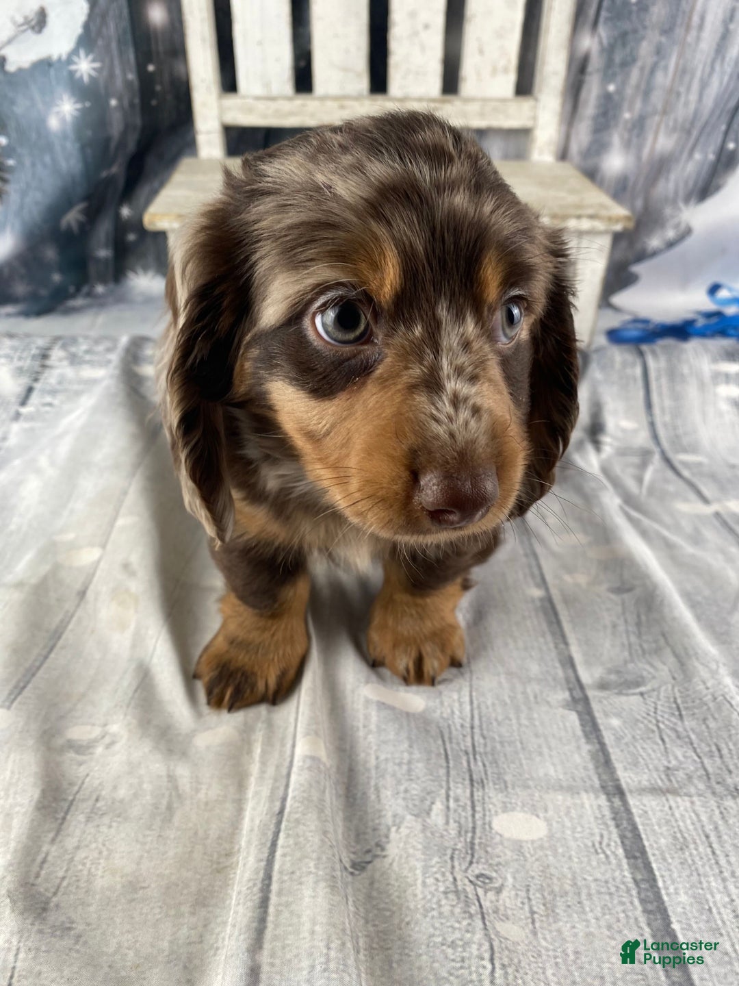 Miniature Dachshund dogs for sale: Bandit - Ad 10