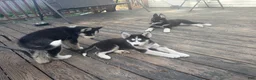 Siberian Husky dogs for sale: Princess - Ad 12